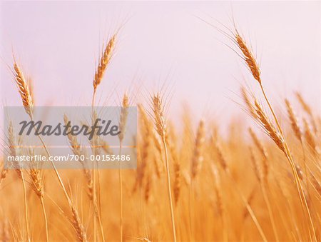 Champ de blé