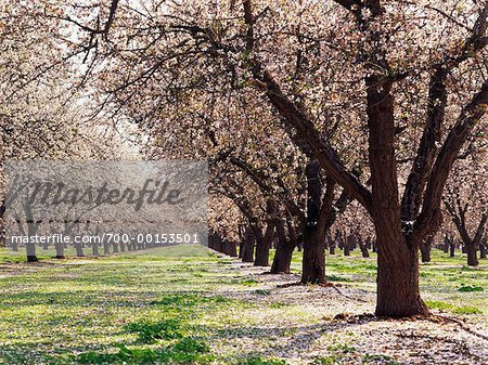 Almond Orchard