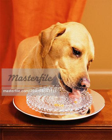 Dog with Empty Plate of Dog Treats