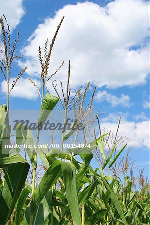 Close-up of Corn Stalks Wisconsin, USA