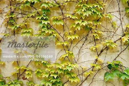Ivy Growing on Wall