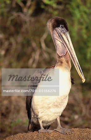 Pelican Galapagos Islands, Pacific Ocean Ecuador