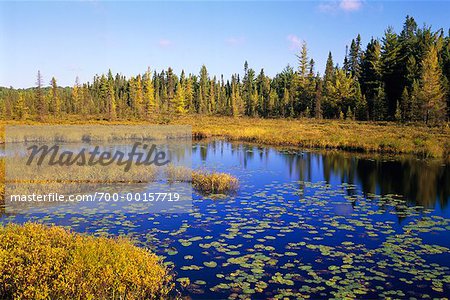 Creek in Forest