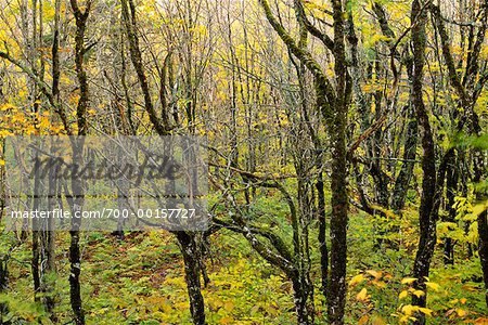 Acadian Forest Interior