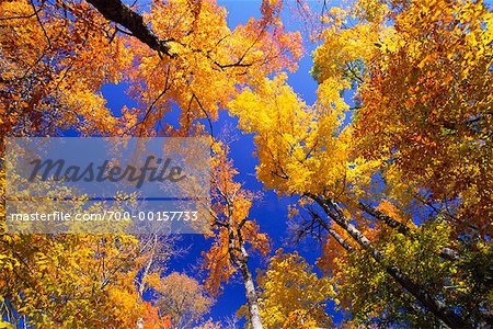 Trees of Forest from Below