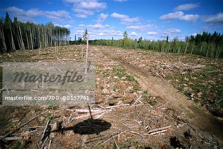 Clearcut Forest