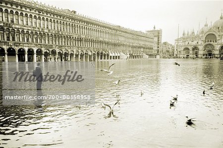 Femme et mouettes dans inondées place San Marco, Venise, Italie