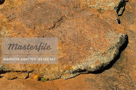 Rocks and Daisy