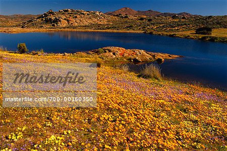 Wildblumen und Lagune