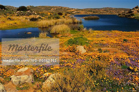 Wildflowers and Lagoon