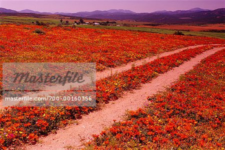 Flowers and Country Road