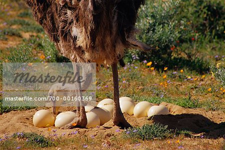 Female Ostrich Tending Her Eggs