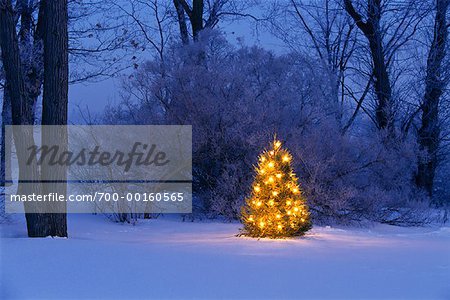 Tree with Christmas Lights