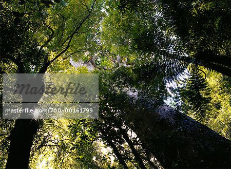 Arbres Kauri et la forêt de Waipoua Forest Canopy, Nouvelle-Zélande