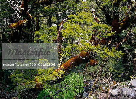 Flechten bedeckt Buche Bäume Fiordland-Nationalpark, Südinsel, Neuseeland