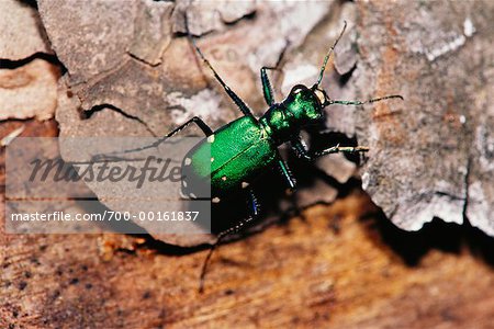 Sechs-Marienkäfer grün Tiger Beetle