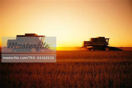 Wheat Harvest