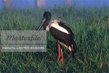 Jabiru, Kakdu National Park Australia