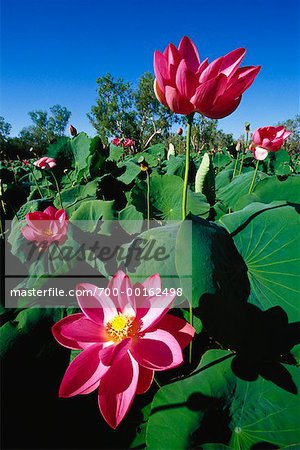 Lotus Flower Kakadu National Park, Australien