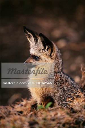 Bat Eared Fox Masai Mara, Kenya