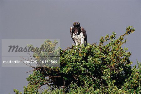 Martial Eagle