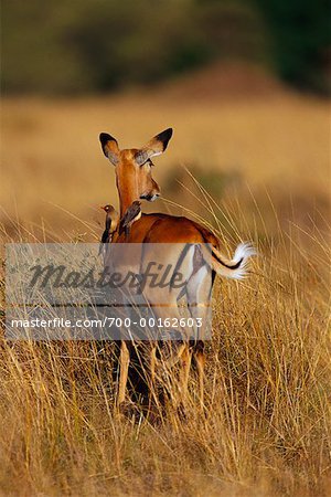 Impala et Ox-Peckers à bec rouge
