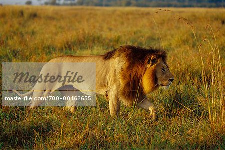 Lion, Masai Mara, Kenya