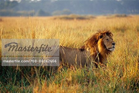 Lion, Masai Mara, Kenya