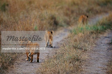 Lion Cubs