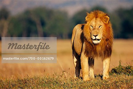 Lion Standing in Field