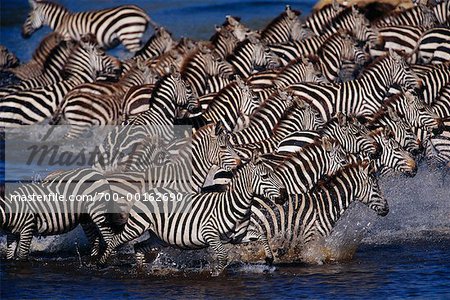 Herd of Zebras