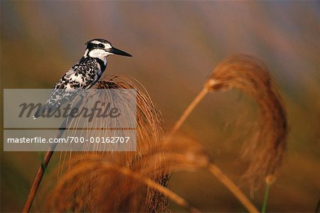 Pied Kingfisher Xigera, Botswana, Afrique