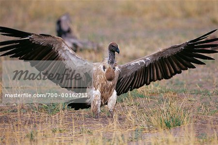 White-Backed Vulture Savuti, Botswana, Africa