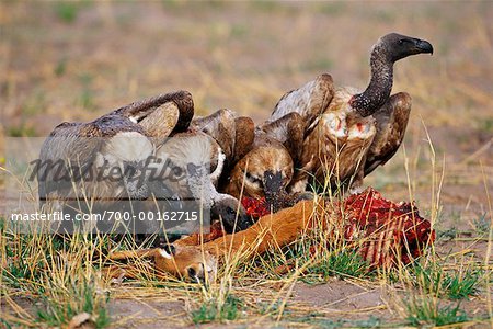 Manger des carcasses des vautours