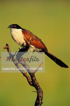 Coppery-Tailed Coucal