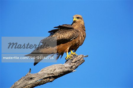 Yellow Billed Kite