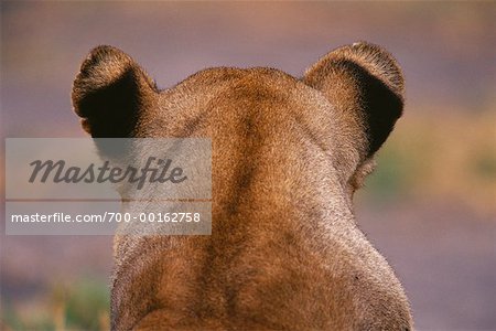 Lioness Duba Plains, Botswana, Africa