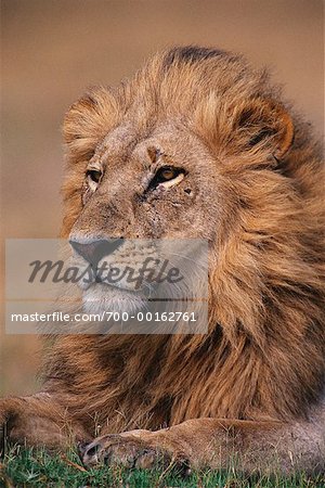 Male Lion Duba Plains, Botswana, Afrique