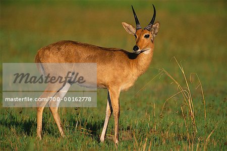 Reedbuck