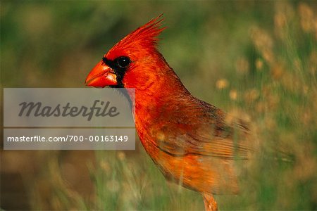 Northern Cardinal Rio Grande Valley, Texas, USA