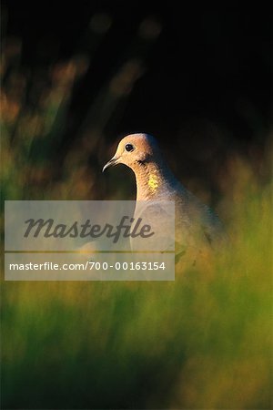 Mourning Doves