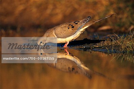 Eau potable Tourterelle triste