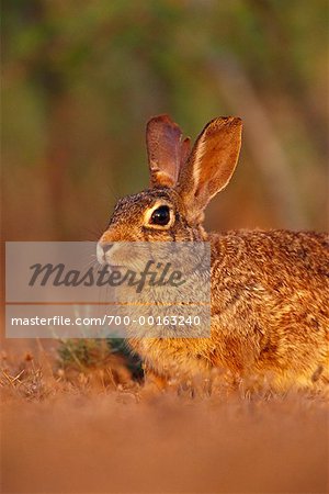 Cottontail Rabbit Rio Grande Valley, Texas, USA