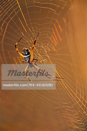 Araignée argiope sur Web