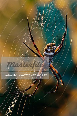 Argiope Spider on Web