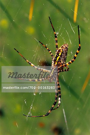 Araignée Argiope noir et jaune