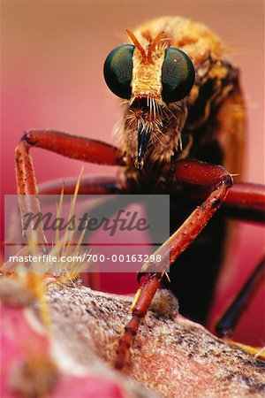 Robberfly