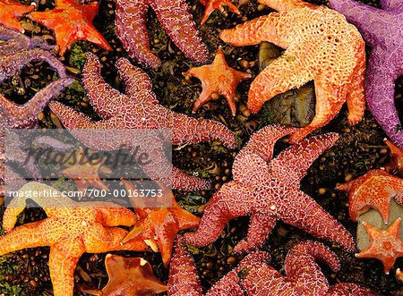 Starfish