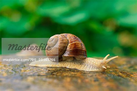 Schnecke