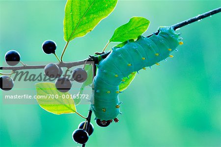 Cecropia Moth Larva